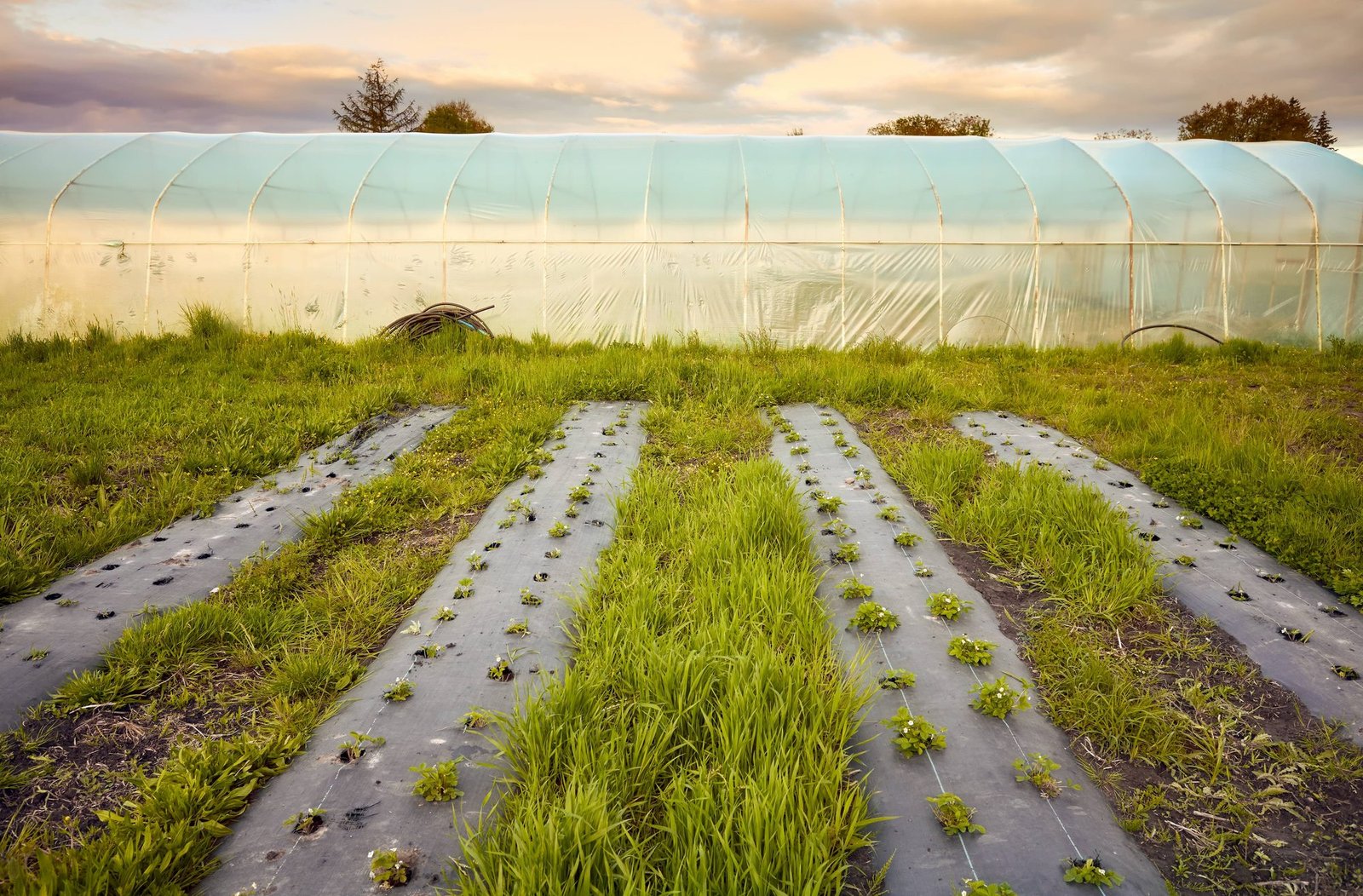 Kazakhstan Unveils Vision for Central Asia’s Largest Agri-Tech Ecosystem