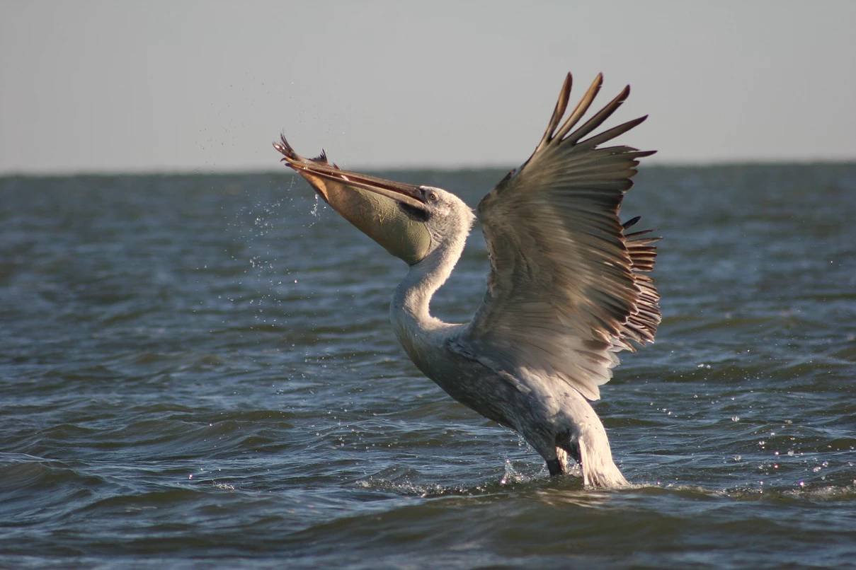 Korgalzhyn Nature Reserve: The Flamingo Kingdom & Wildlife Paradise of Kazakhstan