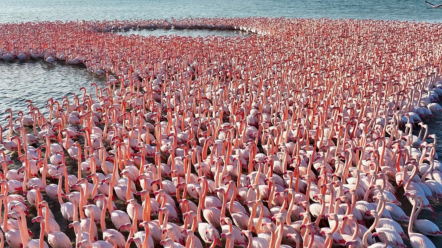 Korgalzhyn Nature Reserve: The Flamingo Kingdom & Wildlife Paradise of Kazakhstan