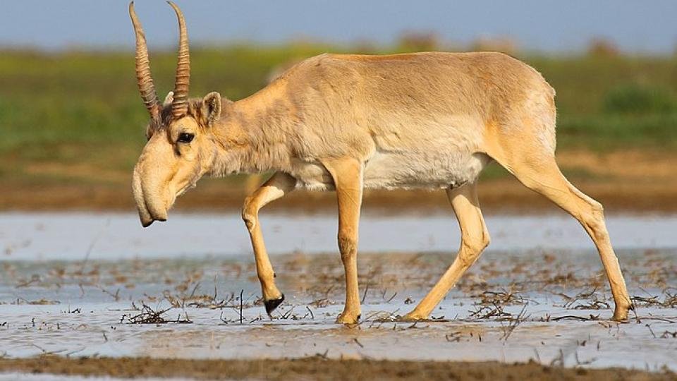 Korgalzhyn Nature Reserve: The Flamingo Kingdom & Wildlife Paradise of Kazakhstan