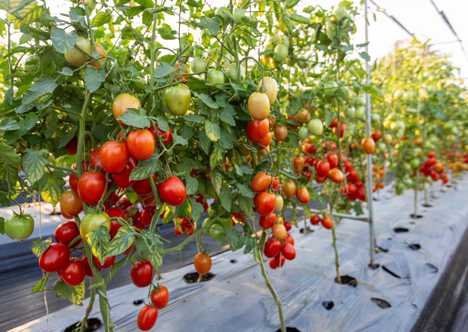 Kazakhstan Strengthens Agricultural Future With $150 Million High-Tech Greenhouse Initiative in Shymkent